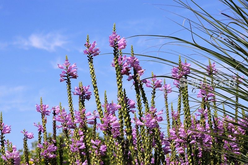 Physostegia virginiana花